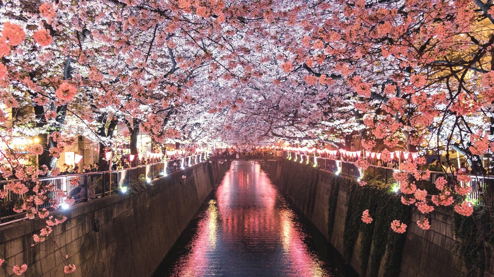 A cherry blossom canal glowing at night