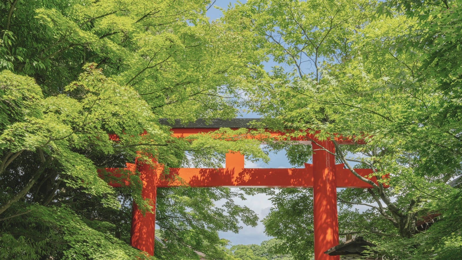 A red torii gate framed by fresh green leaves