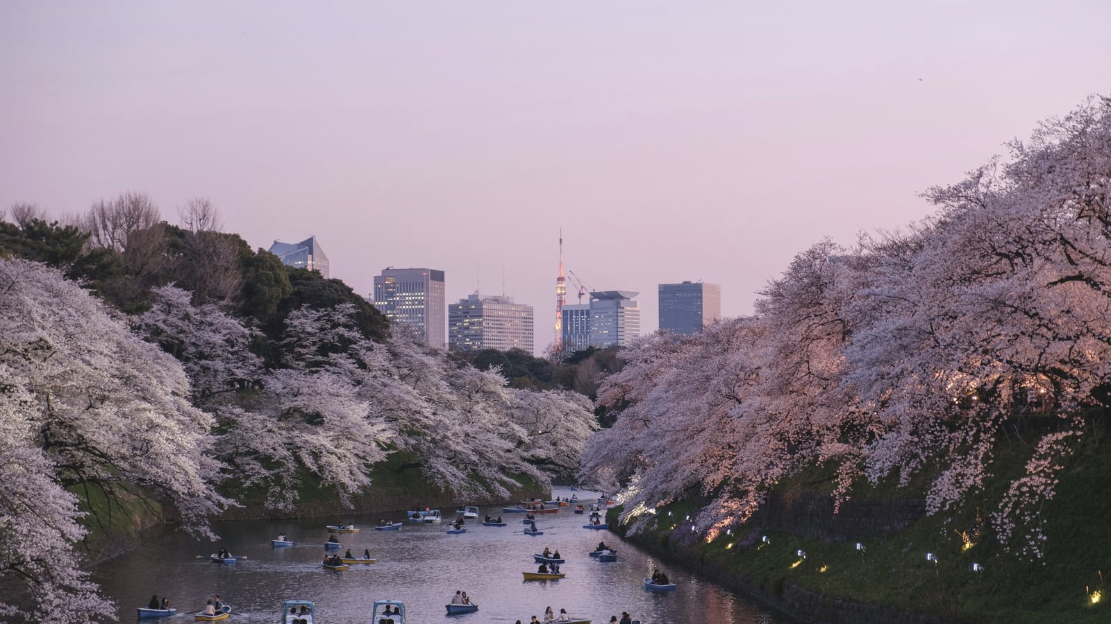 A calm cherry blossom moat at twilight