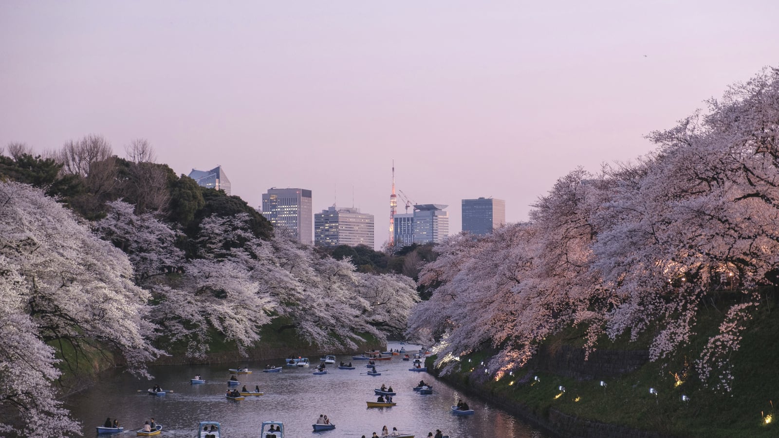 Boats moving through a cherry blossom moat at dusk