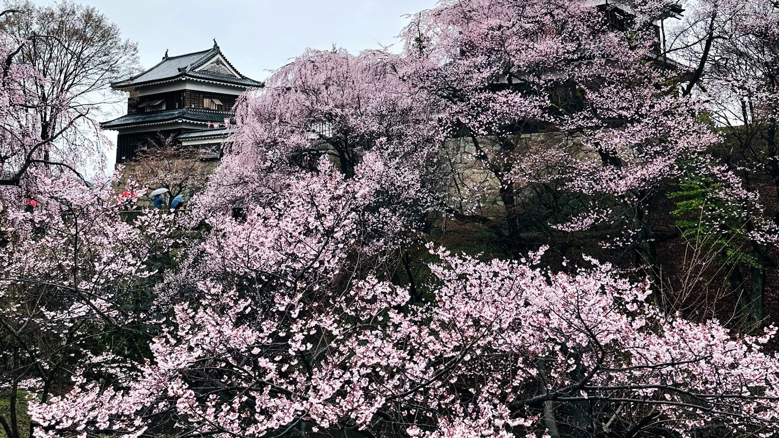 Ueda Castle framed by cherry blossoms