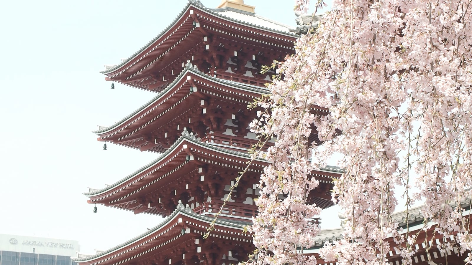 A temple pagoda and cherry blossoms in soft spring light