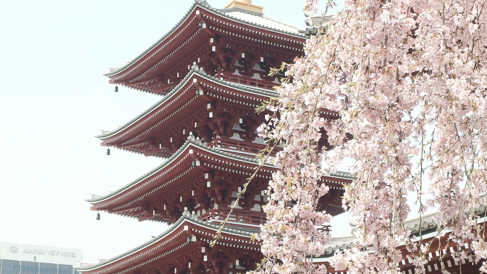 A temple pagoda beside pale cherry blossoms